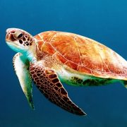 Аукцион CryptoKitties собрал 25 000$ для спасения морских черепах