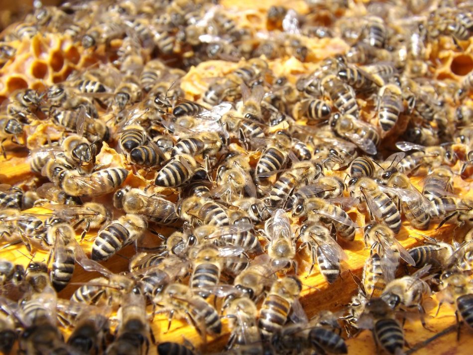 Пчелы и рыбы при помощи робота смогли найти общий язык