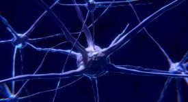 Ученые приблизились к созданию синтетического мозга