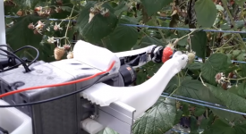 Собирать ягоды малины и ежевики в Британии начнут специальные роботы
